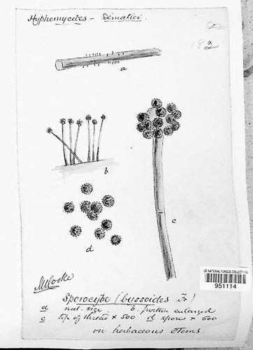 Periconia byssoides image